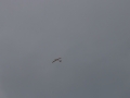 IMG_5591